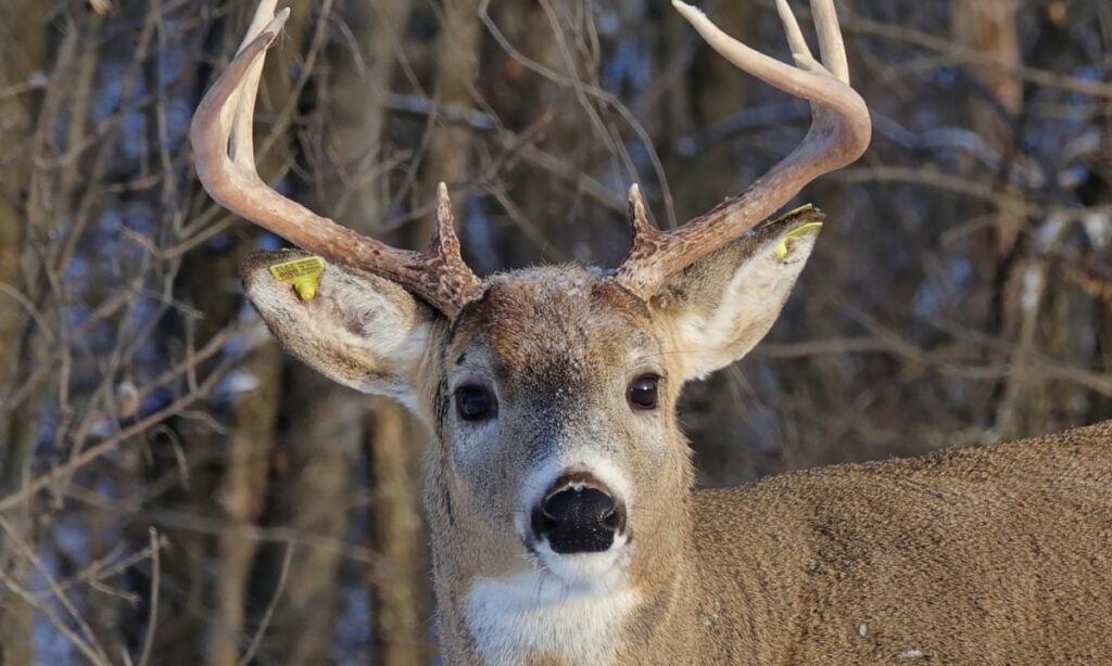 California Hunting Seasons 2021-2022, California Deer Seasons